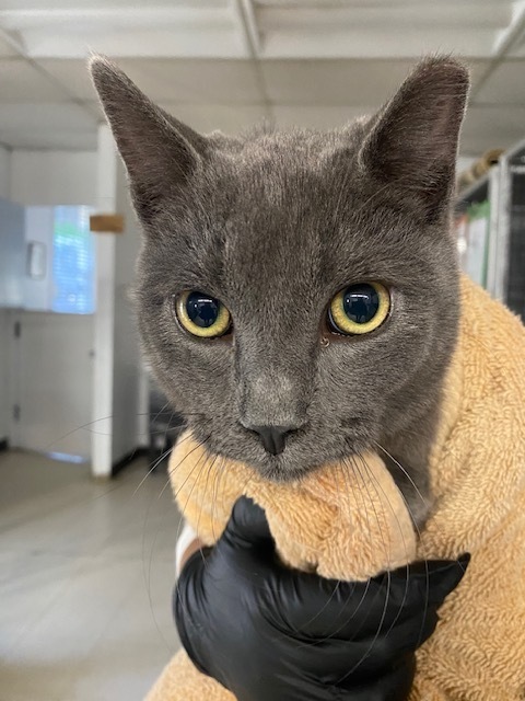 Handsome