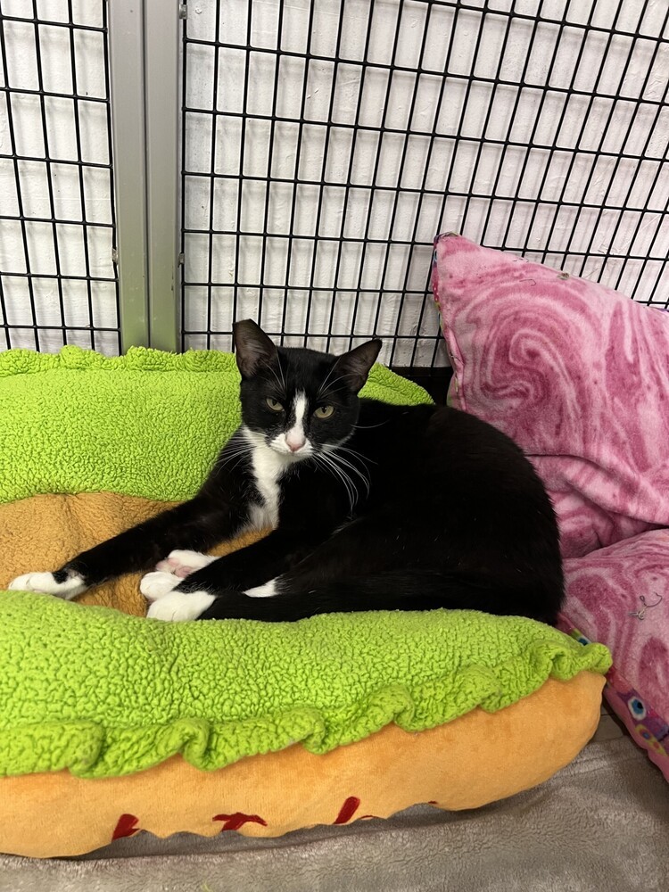 Panther, an adoptable American Shorthair, Manx in Stockton, CA, 95215 | Photo Image 2