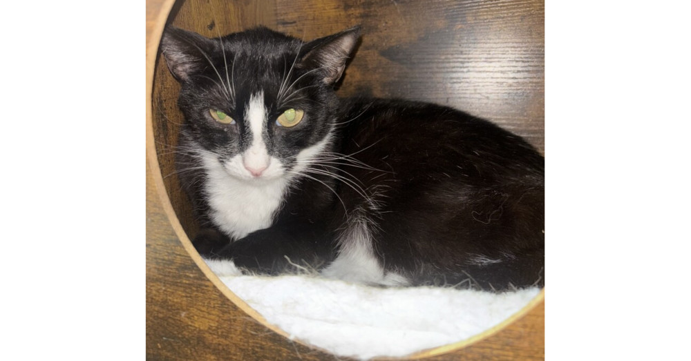 Panther, an adoptable American Shorthair, Manx in Stockton, CA, 95215 | Photo Image 3