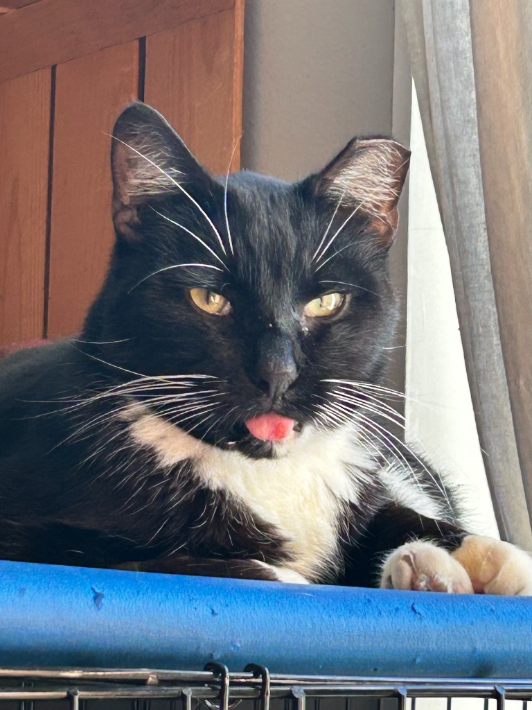 Scooter, an adoptable Domestic Short Hair in Salt Lake City, UT, 84117 | Photo Image 1