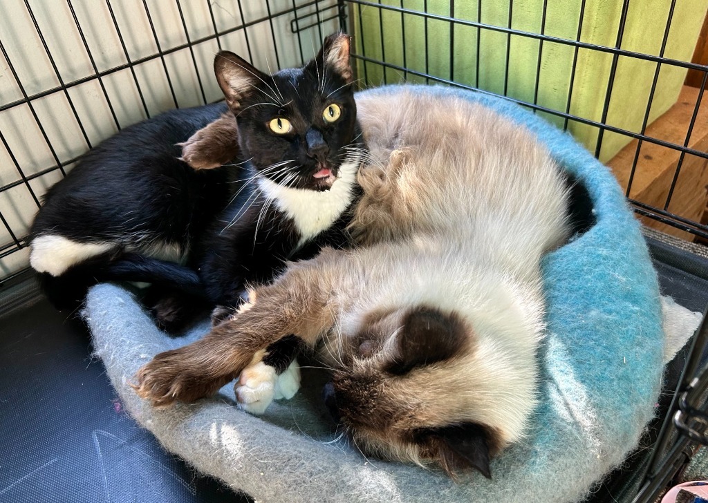 Scooter, an adoptable Domestic Short Hair in Salt Lake City, UT, 84117 | Photo Image 2
