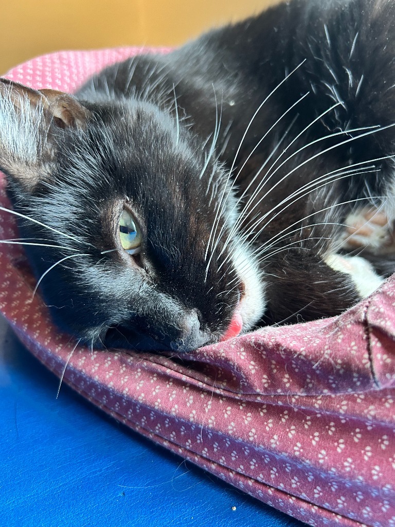 Scooter, an adoptable Domestic Short Hair in Salt Lake City, UT, 84117 | Photo Image 3
