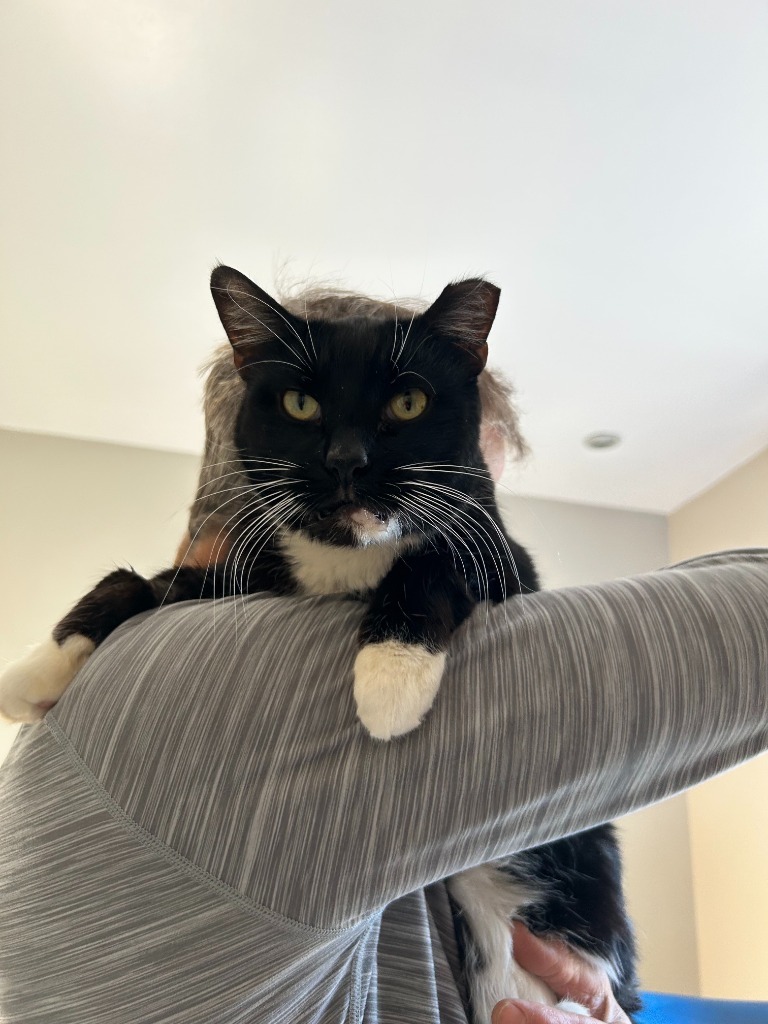 Scooter, an adoptable Domestic Short Hair in Salt Lake City, UT, 84117 | Photo Image 4