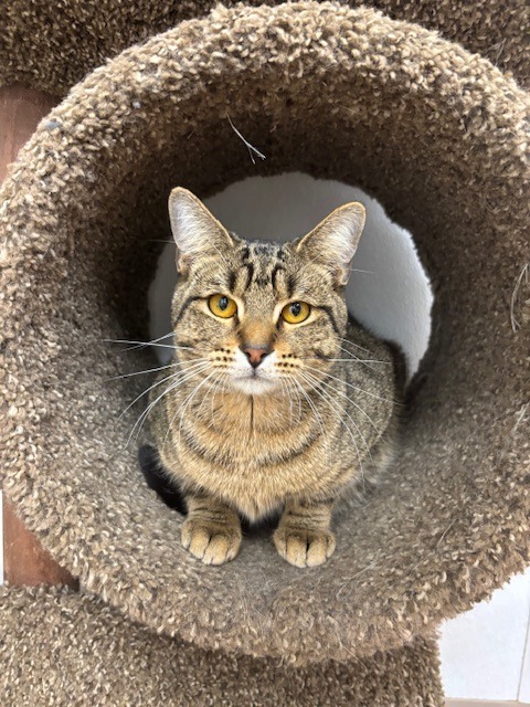 Goose, an adoptable Domestic Short Hair in Corpus Christi, TX, 78414 | Photo Image 1