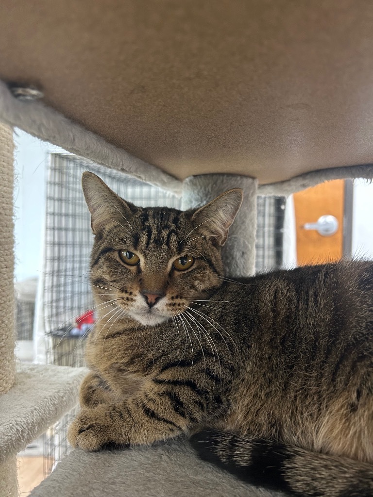 Goose, an adoptable Domestic Short Hair in Corpus Christi, TX, 78414 | Photo Image 2