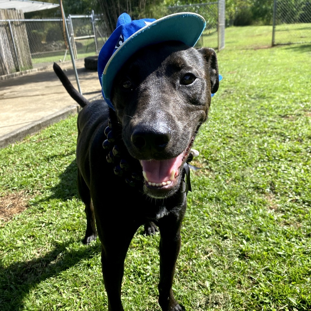 Marvel Litter: Bolt (now Lucky), an adoptable Whippet, Mixed Breed in Keaau, HI, 96749 | Photo Image 2