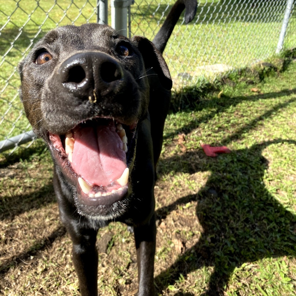 Marvel Litter: Bolt (now Lucky), an adoptable Whippet, Mixed Breed in Keaau, HI, 96749 | Photo Image 3