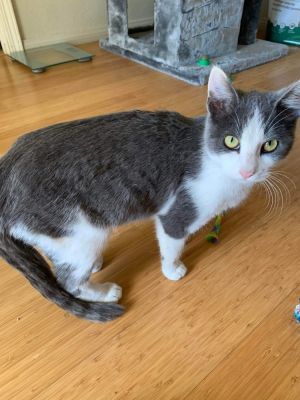 LILY, Young Female Domestic Short Hair