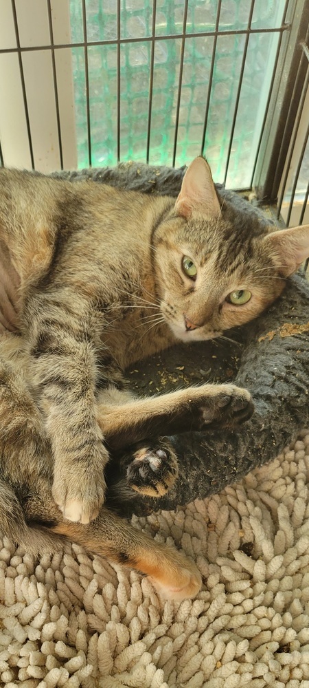 Carmelita