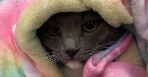 Twinkie