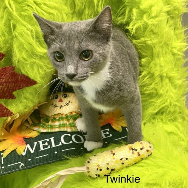Twinkie 4