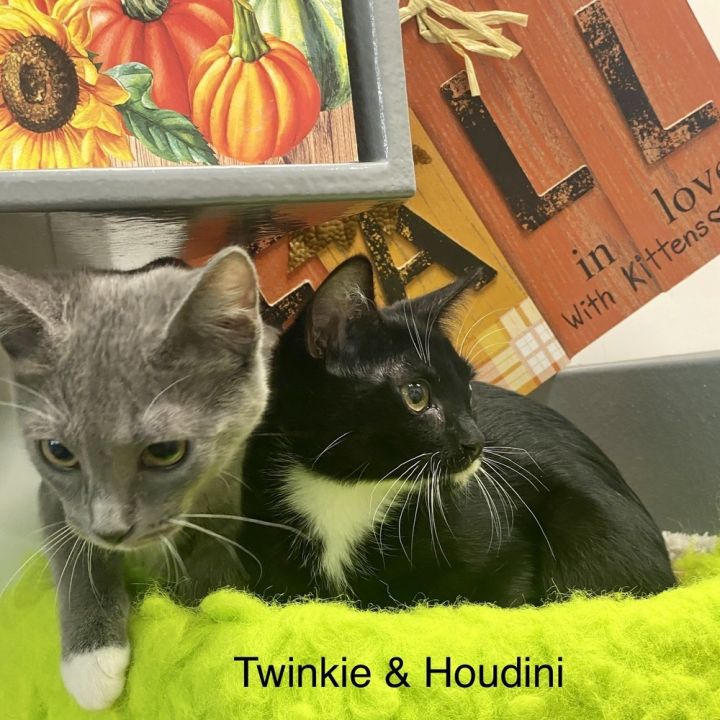 Twinkie 5