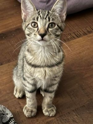 TENNILLE, Baby Female Domestic Short Hair
