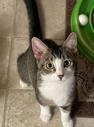 ROSIE