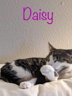 Daisa, Baby Female Tabby