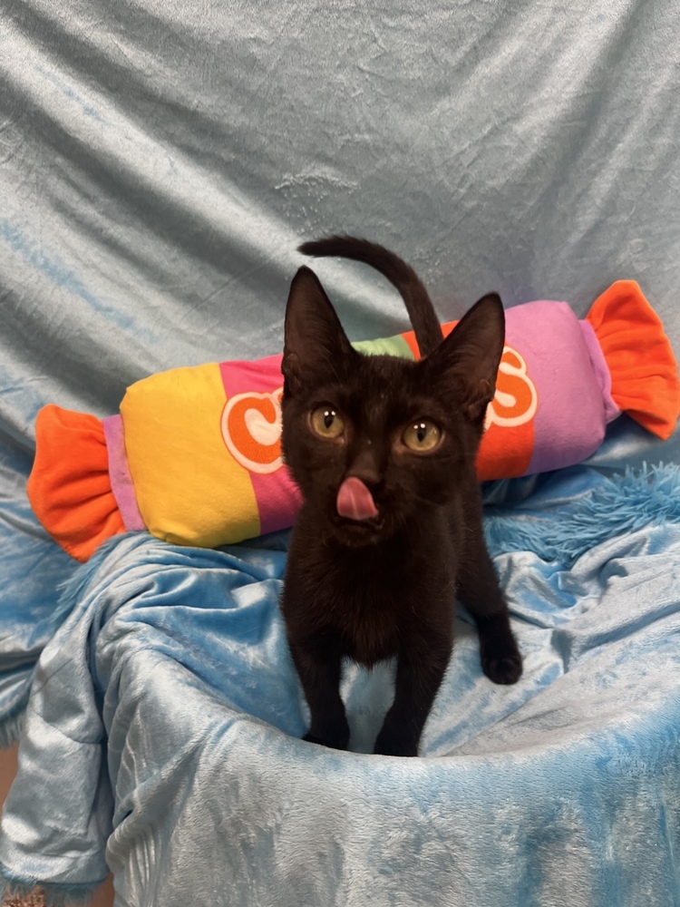 Mick, an adoptable Domestic Short Hair, Havana in Calimesa, CA, 92320 | Photo Image 1