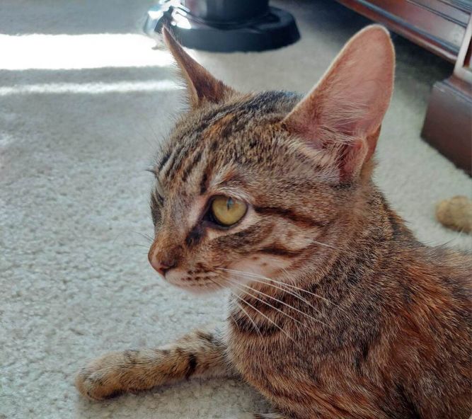 MAGGIE