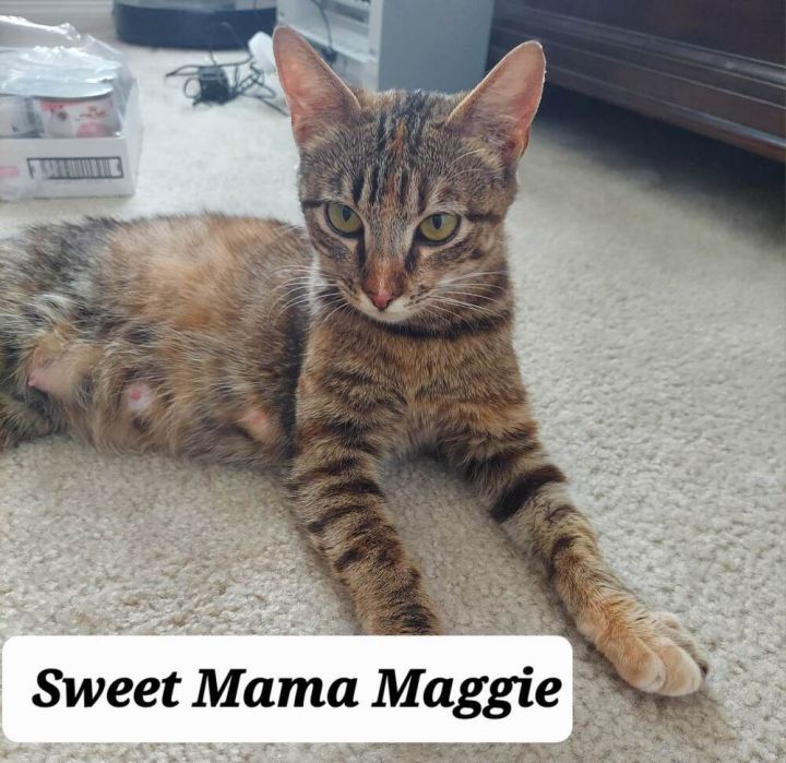 MAGGIE 2