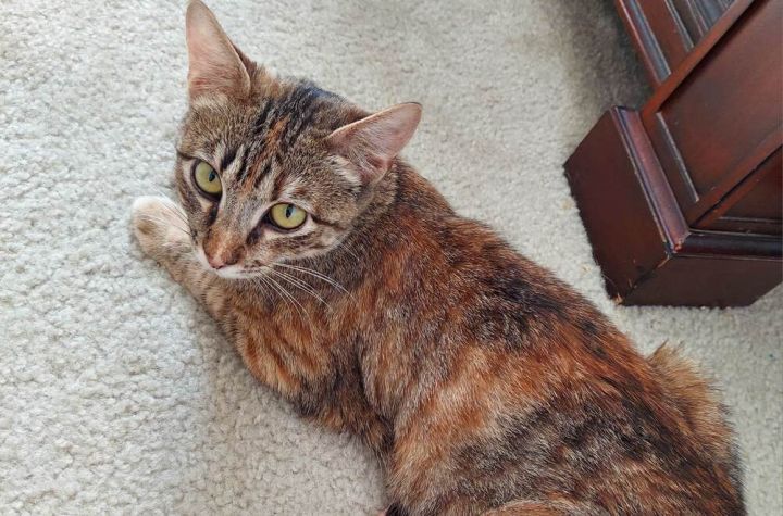 MAGGIE 3