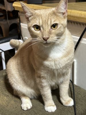 DUCKY, Baby Male Domestic Short Hair