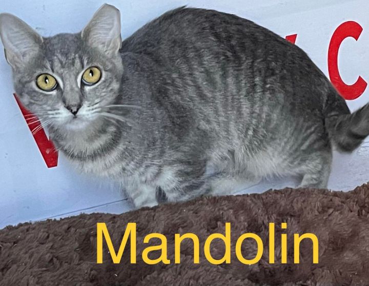 MANDOLIN 1