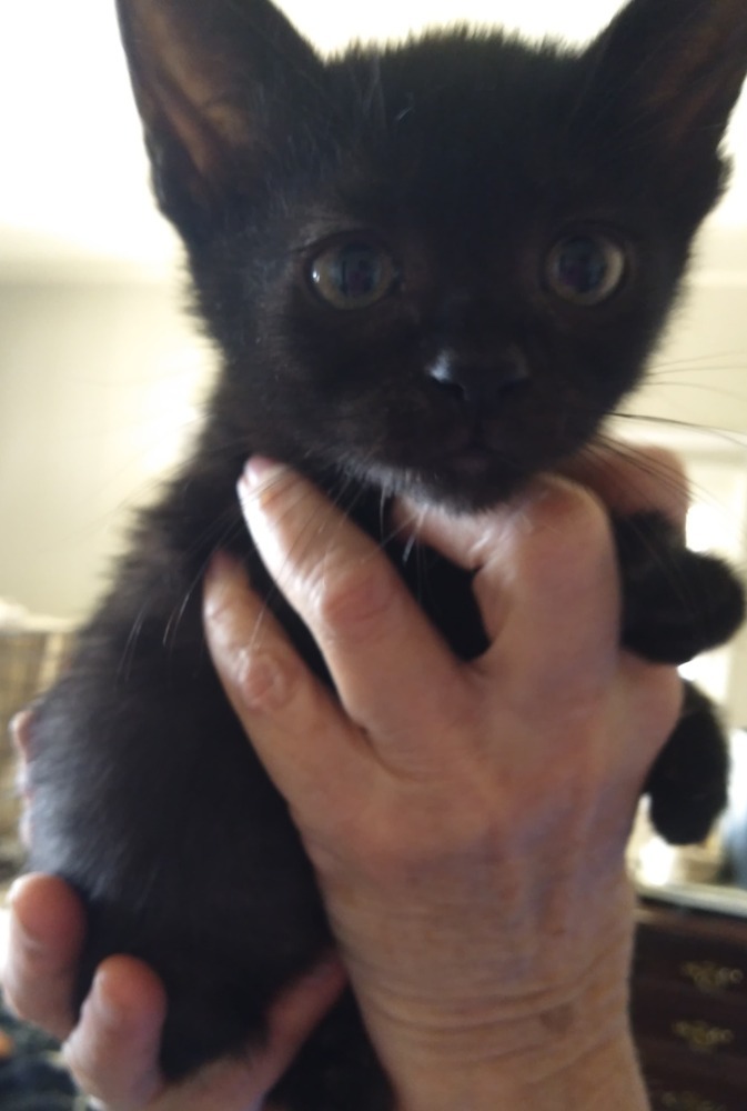 Rikki 2