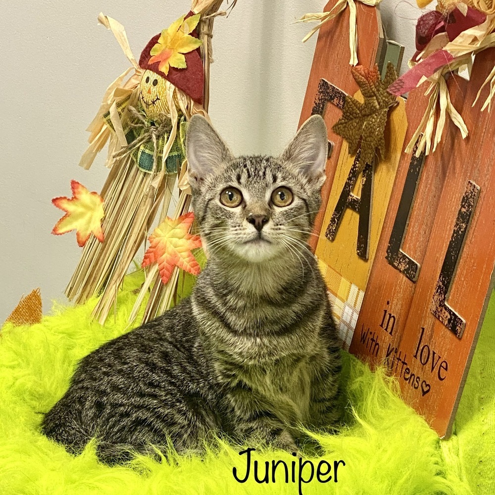 Juniper