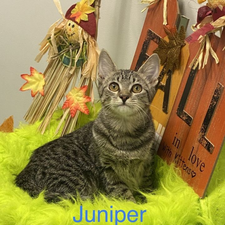 Juniper 3