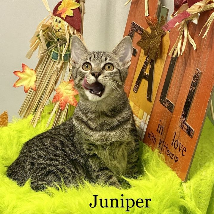 Juniper 4