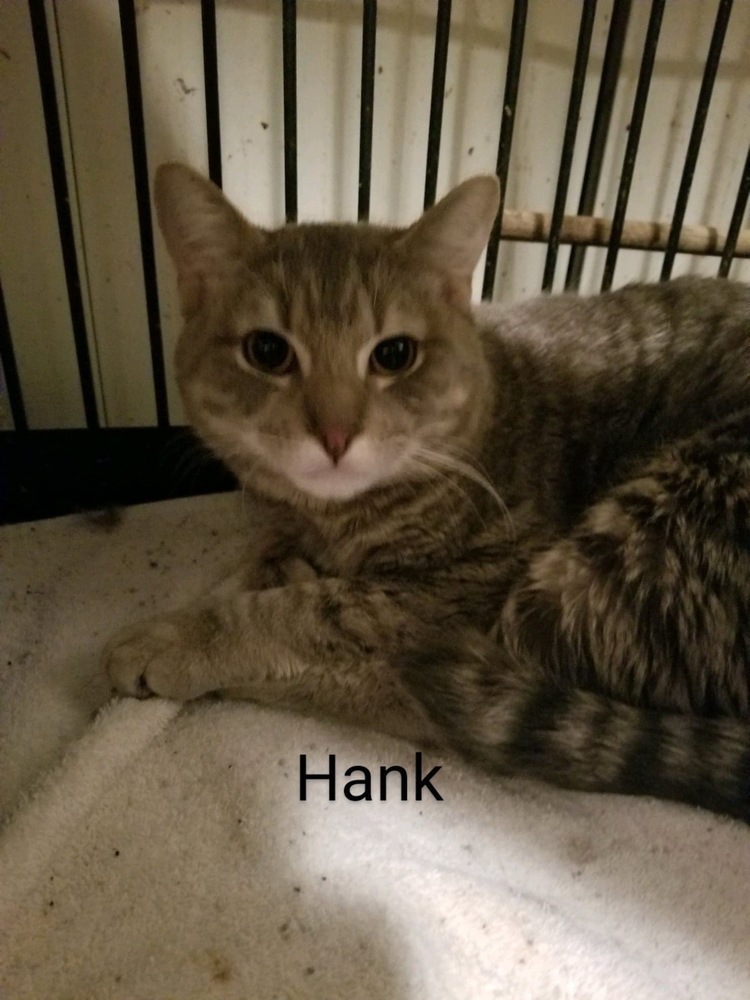 Hank