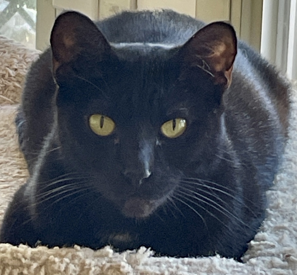 ESTRELLA