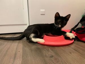 Sammy, Young Female Domestic Short Hair