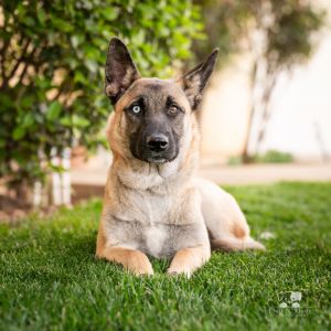 Harrah, Baby Female German Shepherd Dog