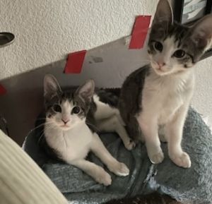ATTINA, Baby Female Domestic Short Hair