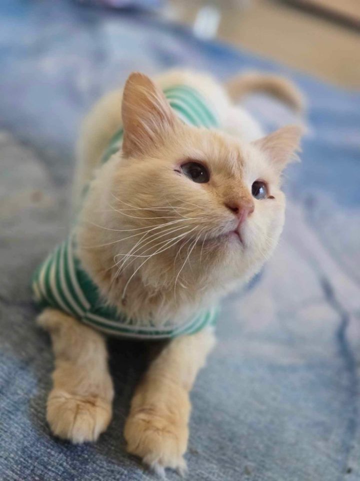 Gandalf 2