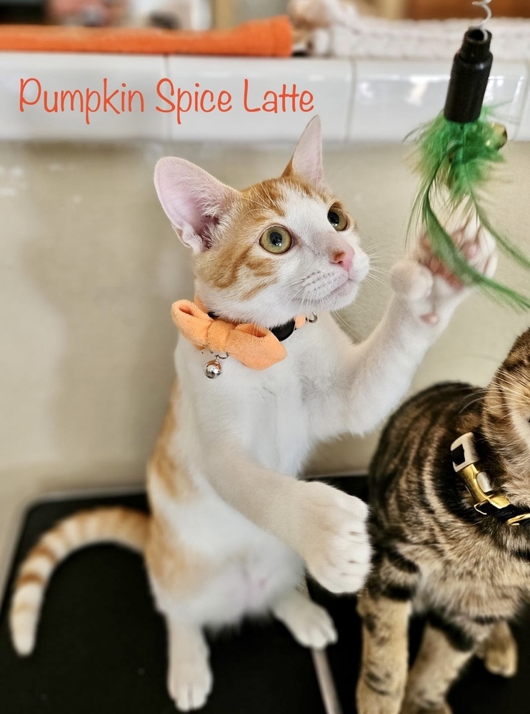 PUMPKIN SPICE LATTE