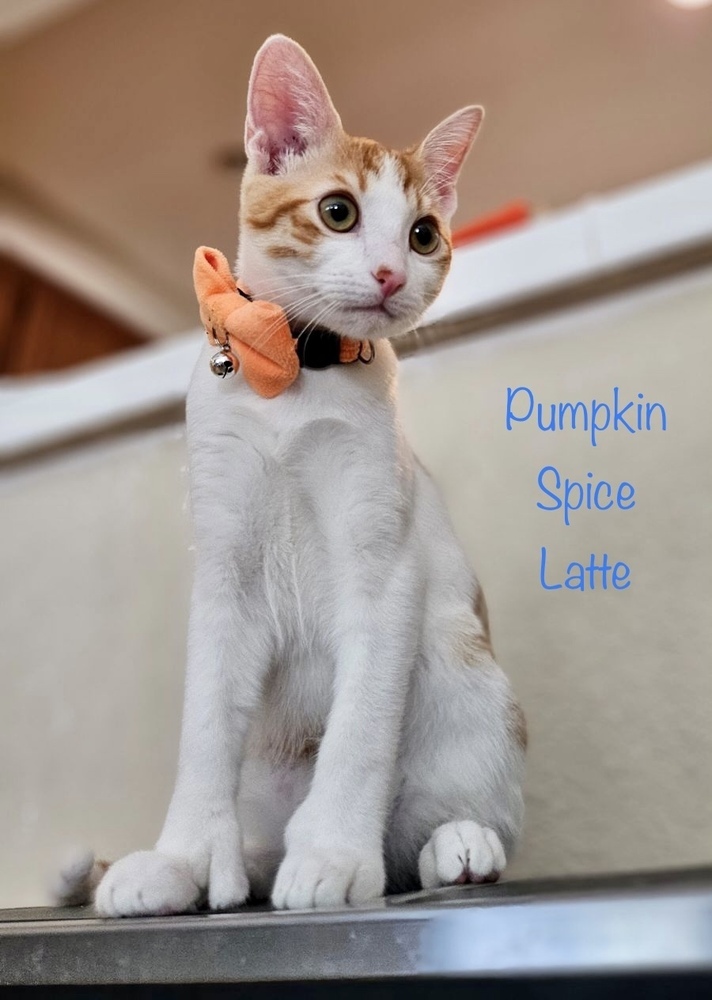 PUMPKIN SPICE LATTE