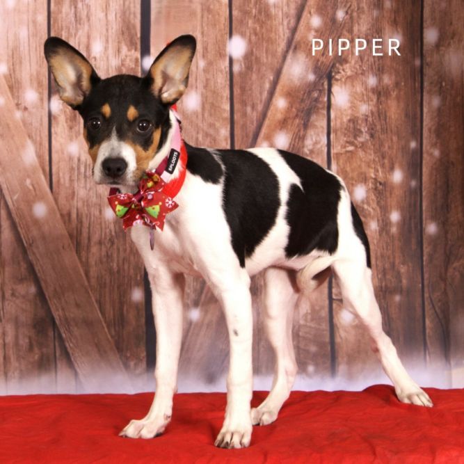 Pipper