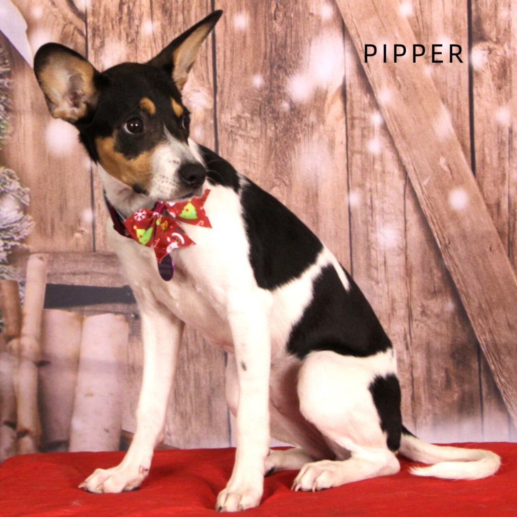 Pipper