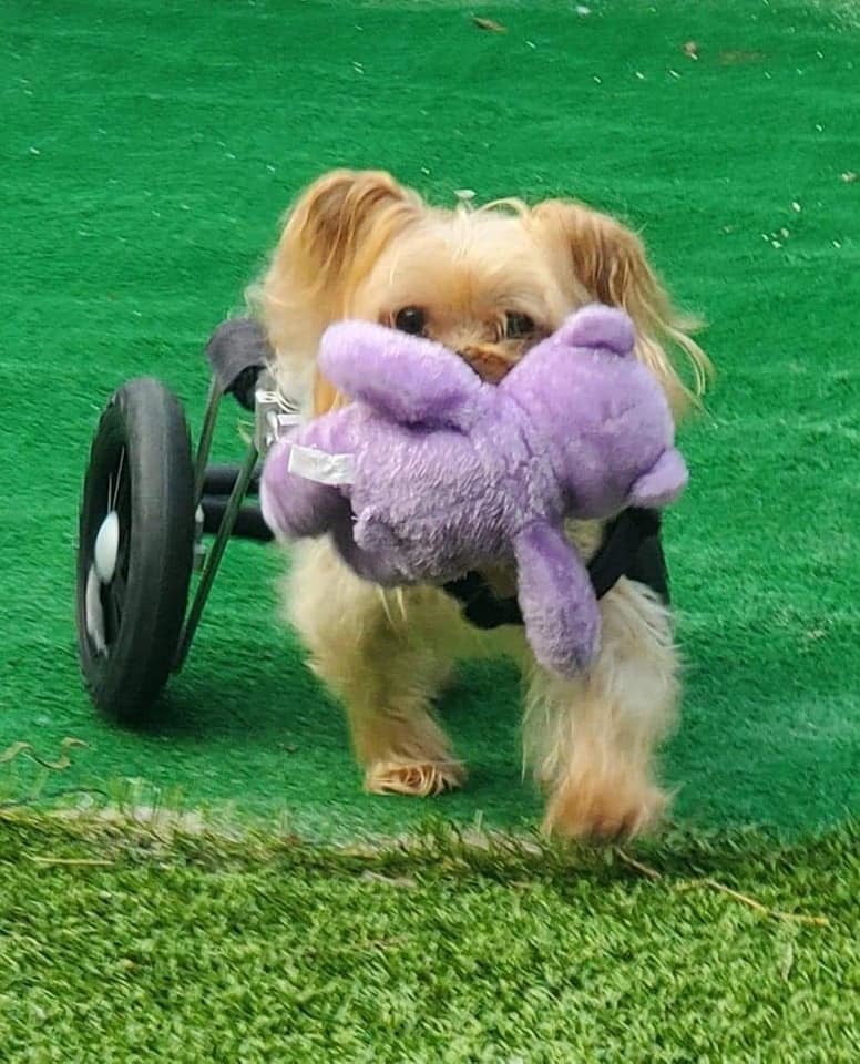 Harrison The Paralyzed Yorkie