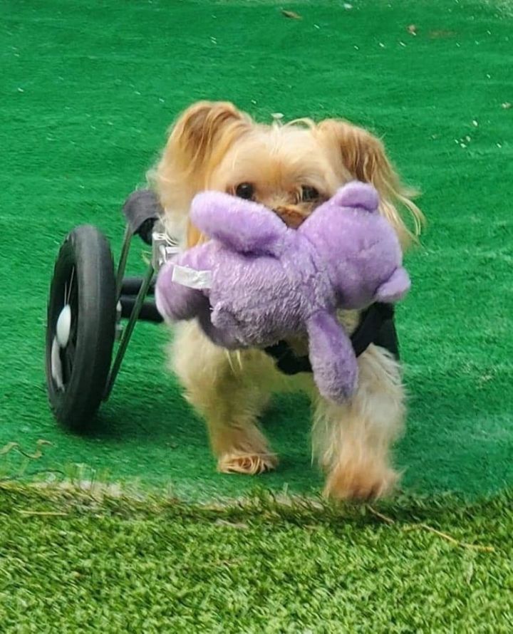 Harrison The Paralyzed Yorkie 3