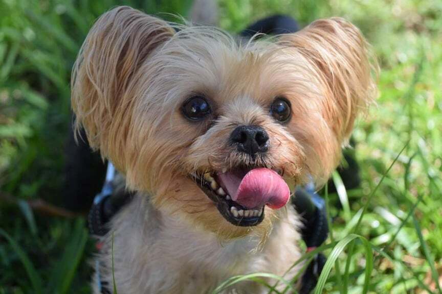 Harrison The Paralyzed Yorkie