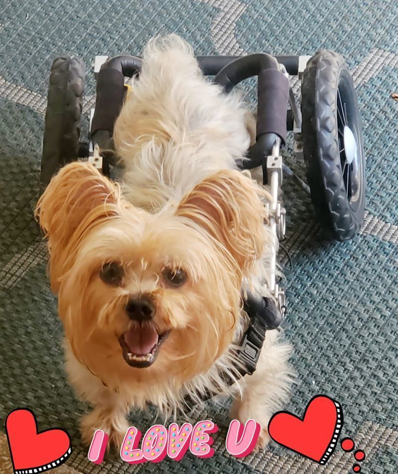 Harrison The Paralyzed Yorkie