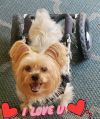 Harrison The Paralyzed Yorkie photo 6