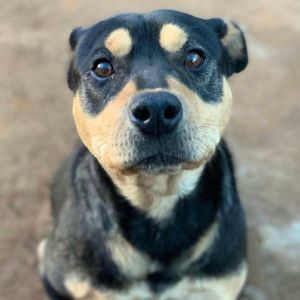 Dexter, Adult Male unknown