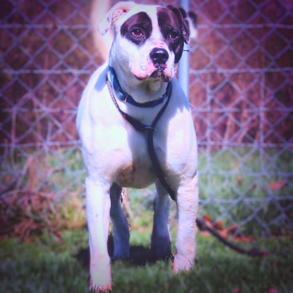 Cuban