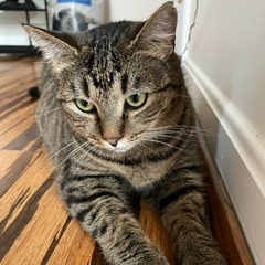 Helene, Adult Female Domestic Short Hair