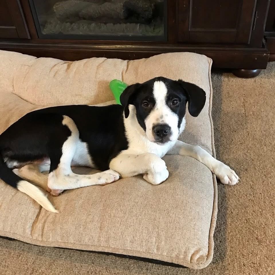 Dixie