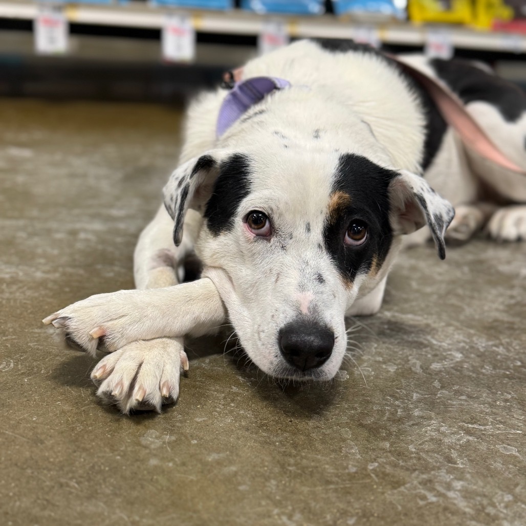 Topeka, an adoptable Mixed Breed in Big Lake, MN, 55309 | Photo Image 1