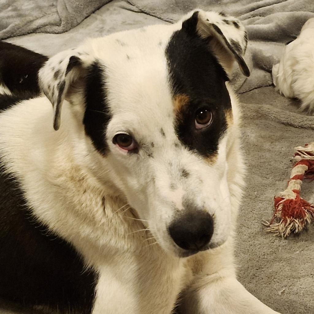 Topeka, an adoptable Mixed Breed in Big Lake, MN, 55309 | Photo Image 2